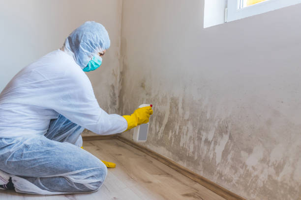 Licensed Mold Removal service in Sparta, GA - WQB Mold Removal